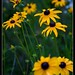 Susan Haughton Photo 13