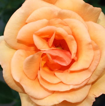 Carole Davidson Photo 8