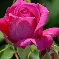 Mohammad Awan Photo 17