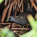 Rosella Harris Photo 16