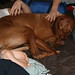 Elaine Dillon Photo 10