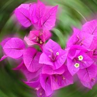 Janice Downs Photo 9
