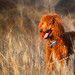 Greg Westfall Photo 29