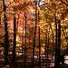 Cary Sharp Photo 11