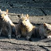 Carole Stevenson Photo 9