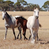 Dianne Rowe Photo 29