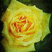 Lynn Hester Photo 19