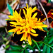Jeffery Flowers Photo 7