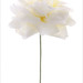 Rose White Photo 7