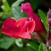 Ruby Beard Photo 15