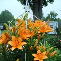 Nancy Pope Photo 25