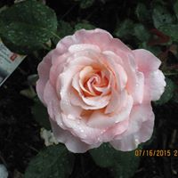 Deb Gauthier Photo 9