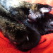 Harriet Sharp Photo 9