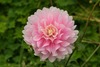 Jane Pilgrim Photo 14