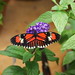 Steve Hodge Photo 13