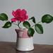 Rose Ware Photo 17