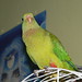 Lori Green Photo 17