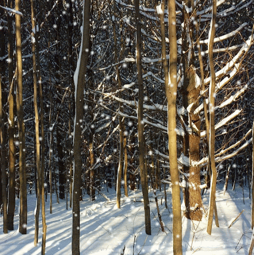 Linda Whipple Photo 33