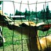 Pamela Ives Photo 20