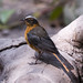 Robin Chesnut Photo 1