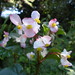 Barbara Rogers Photo 40