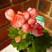 Andrea Flowers Photo 32