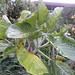 Juan Fernandez Photo 22