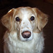 Sandy Gibbs Photo 24