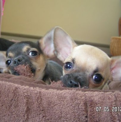 Jodi Spangler Photo 7