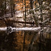 Virginia Woods Photo 24