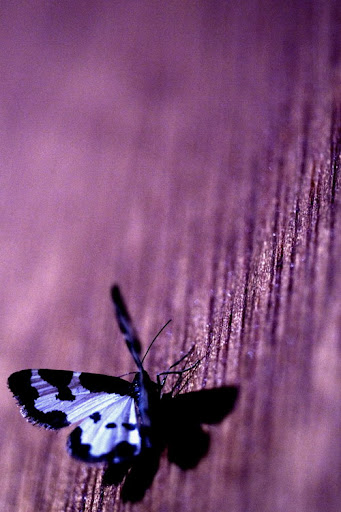 Jun Shen Photo 17