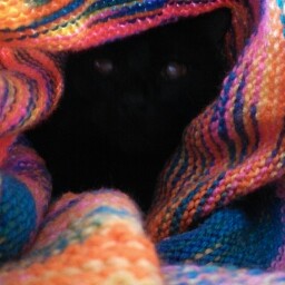 Rachel Tripp Photo 7