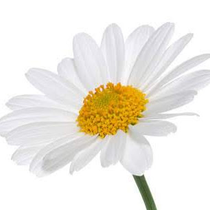 Elizabeth Flowers Photo 41