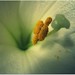 Ken Giang Photo 9