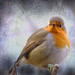 Robin Painter Photo 32