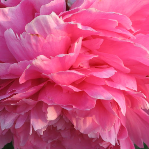 Robin Atkinson Photo 33