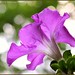 Laura Gagne Photo 10
