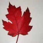 Marla Maple Photo 12