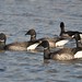 Brant Lang Photo 8