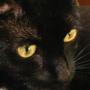 Vickie Ross Photo 22
