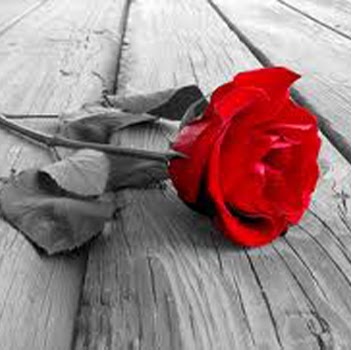 Michele Rose Photo 45