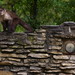 Ralph Mitchell Photo 26