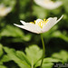 Anna Mathisen Photo 11