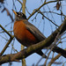 Robin Stanley Photo 7