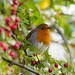 Robin Flint Photo 11