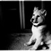 Dexter Black Photo 8