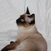 Cindy Spiegel Photo 12