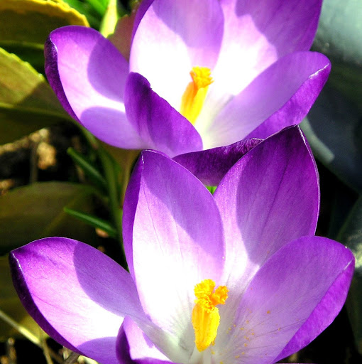 Violet Smith Photo 42