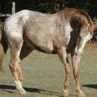 Lynda Mcdaniel Photo 10