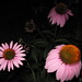 Maria Cone Photo 8